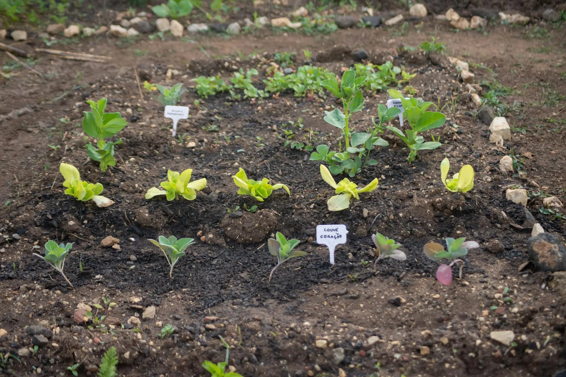 Frühlingshafter Gemüsegarten mit frisch bepflanzten Beeten im April
