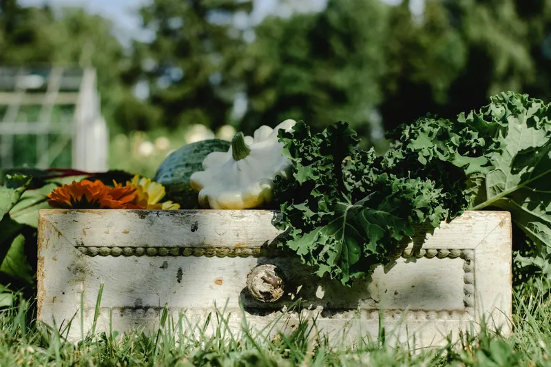 Reifes Hochbeet im Spätsommer mit Tomaten, Bohnen und Zucchini