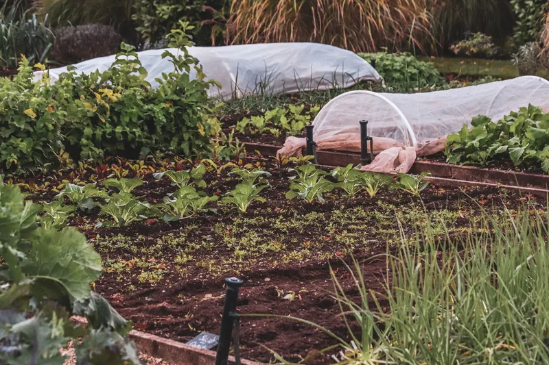 Gemüsegarten mit Hochbeeten, jungen Pflänzchen in der Erde, Vliestunneln und älteren Gemüsepflanzen im Hintergrund