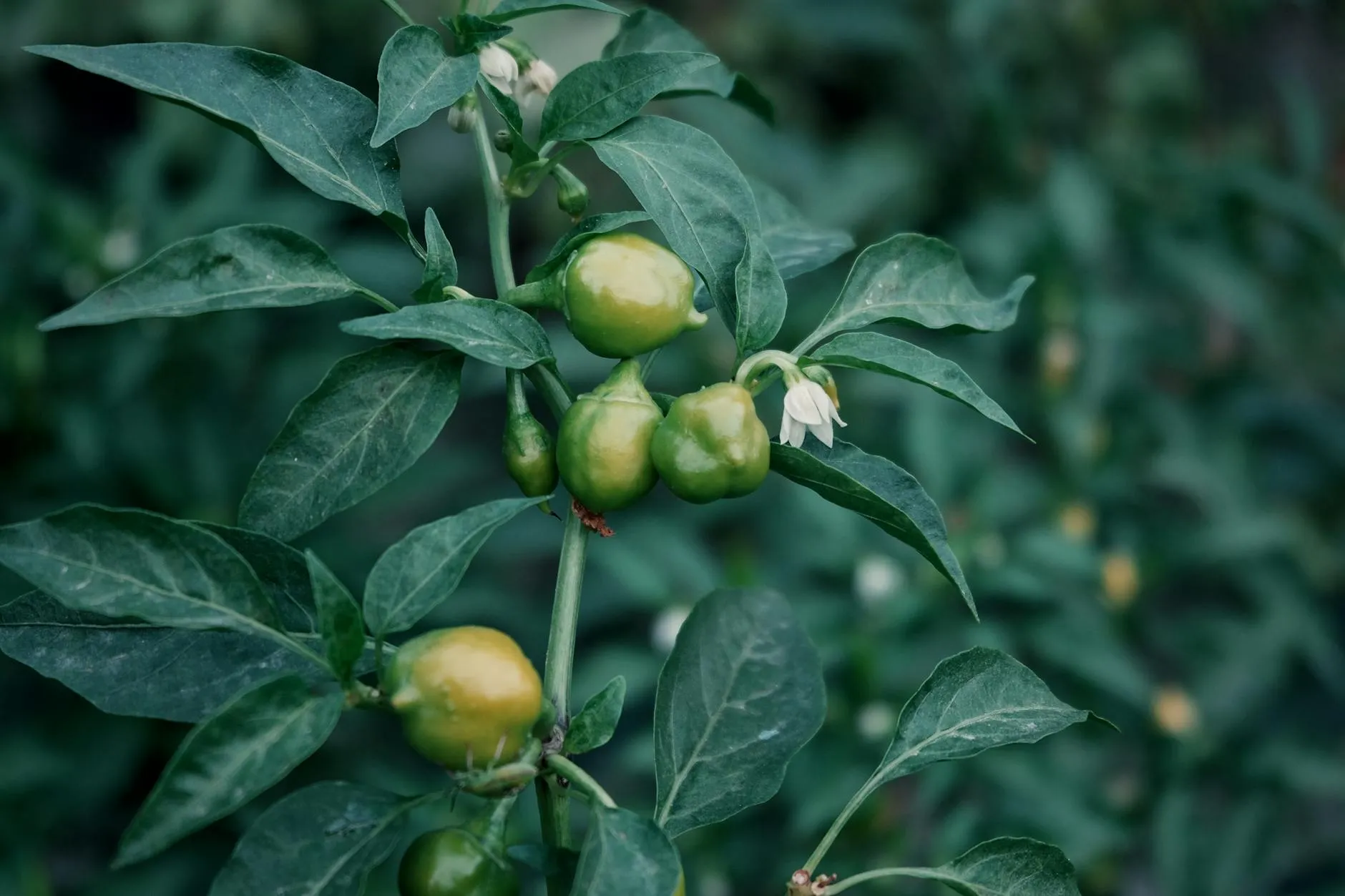 Chilipflanzen mit roten und grünen Früchten im Gartenbeet