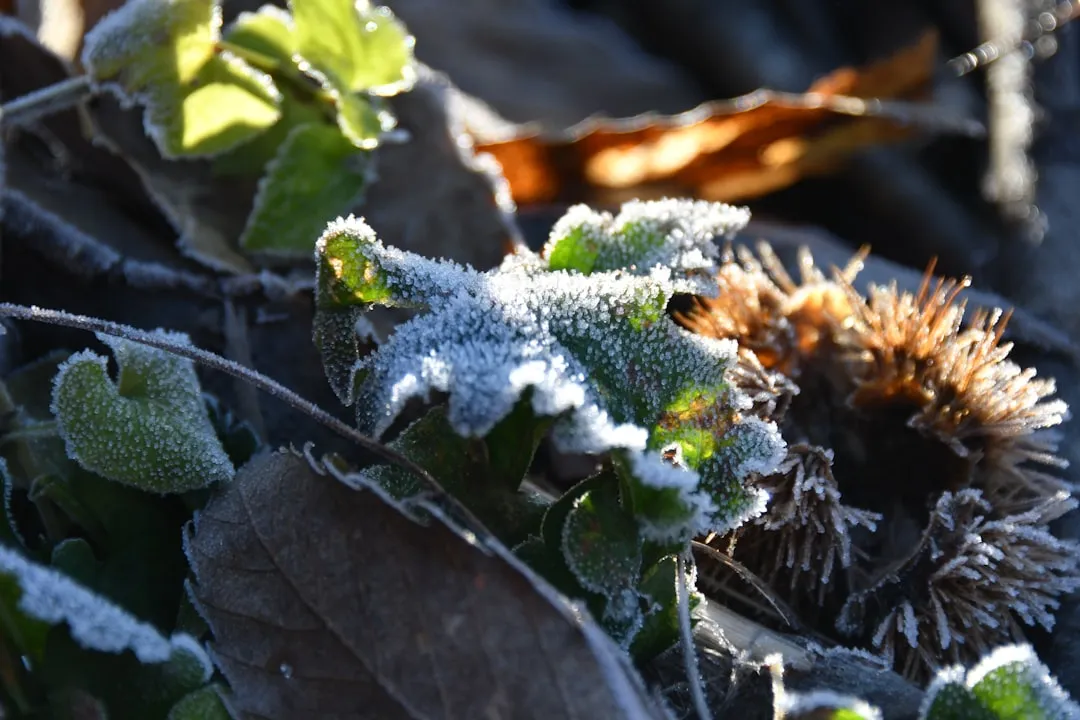 Winterlich ruhender Garten mit Frost und Schnee im Dezember