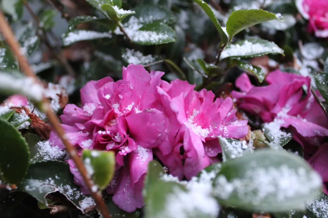 Spätwinterlicher Garten mit tauendem Schnee im Vorfrühling