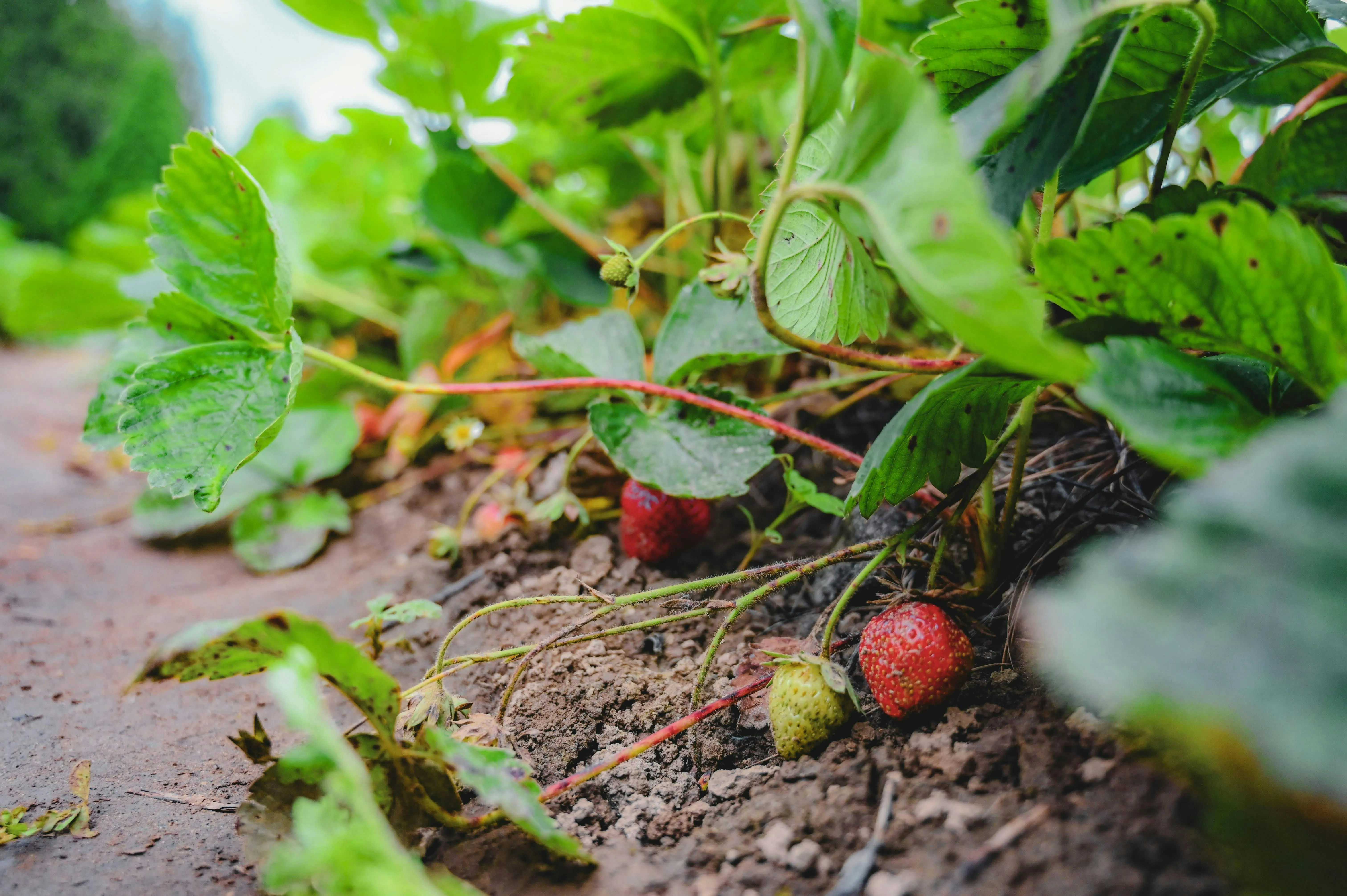 Nahaufnahme einer jungen Erdbeerpflanze mit Herzblatt in lockerer Gartenerde
