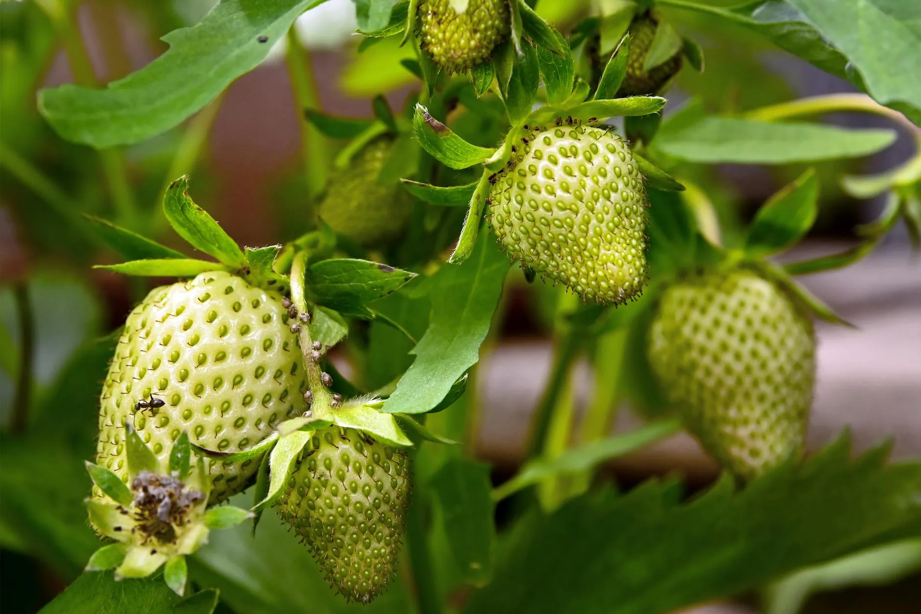 Erdbeerpflanzen mit reifen roten Früchten und grünen Blättern im Beet