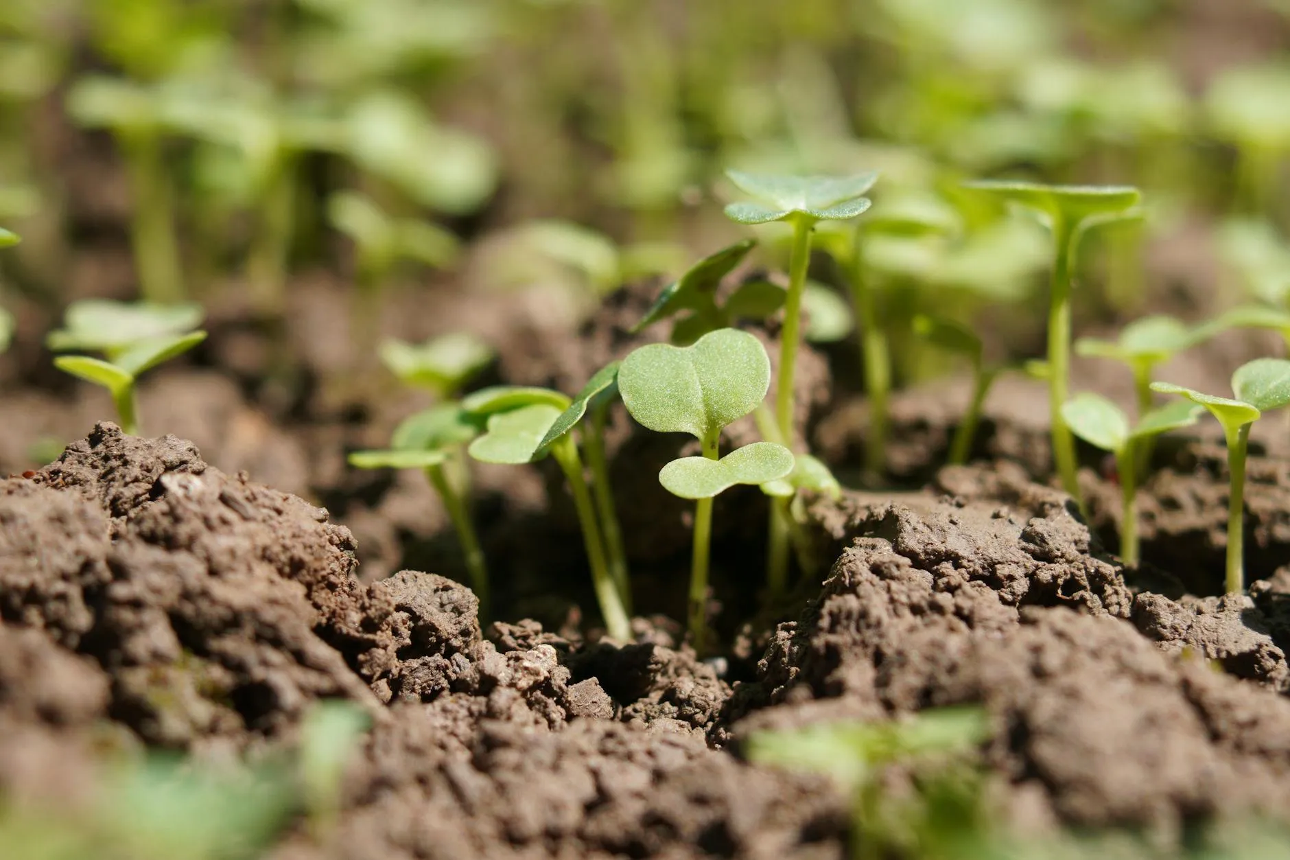 Frische Keimlinge in lockerer Erde als Zeichen für ein gut vorbereitetes Gemüsebeet