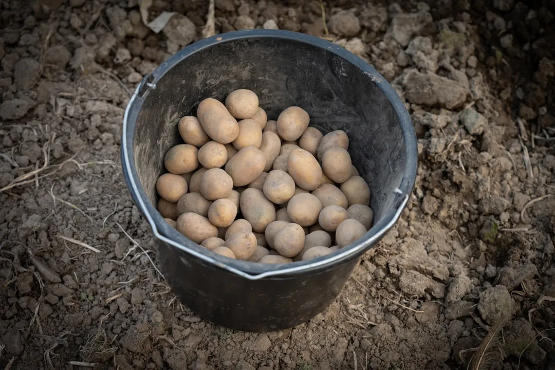 Frisch geerntete Kartoffeln in der Erde