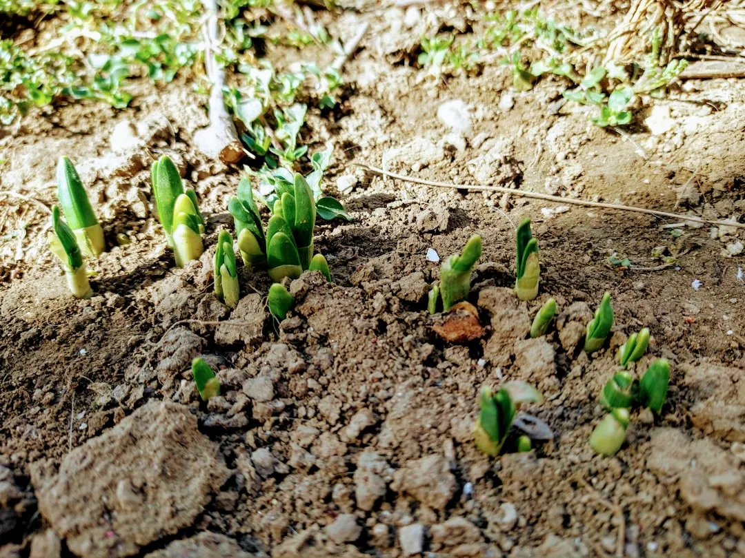 Junge Keimlinge durchbrechen die Erde im Frühling