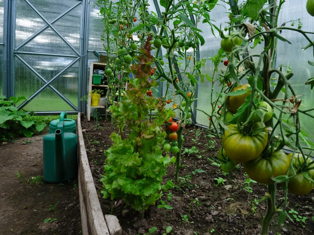 Tomatenpflanzung im Gemüsegarten im Mai