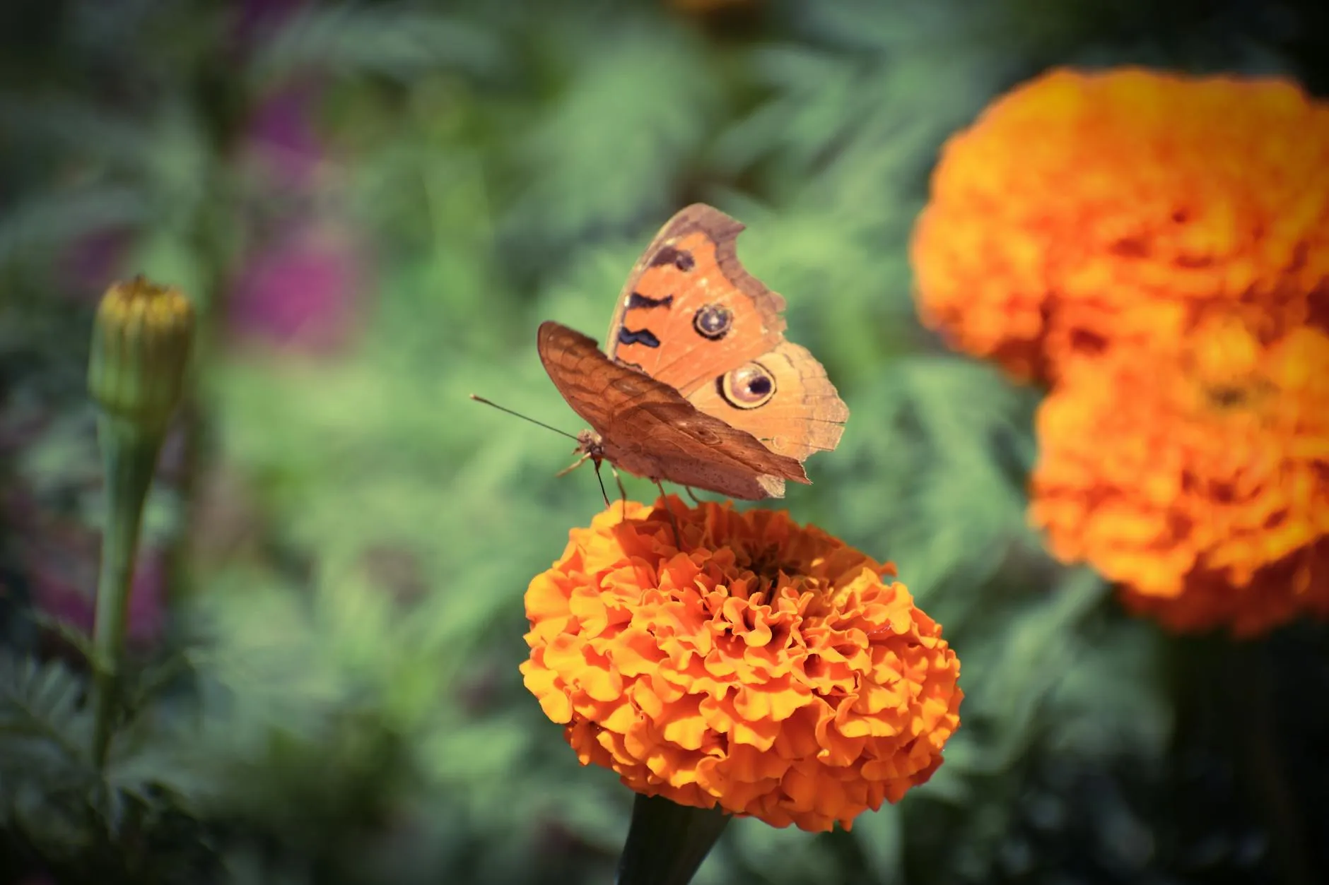 Nützlinge und Tagetes-Blüten im Garten