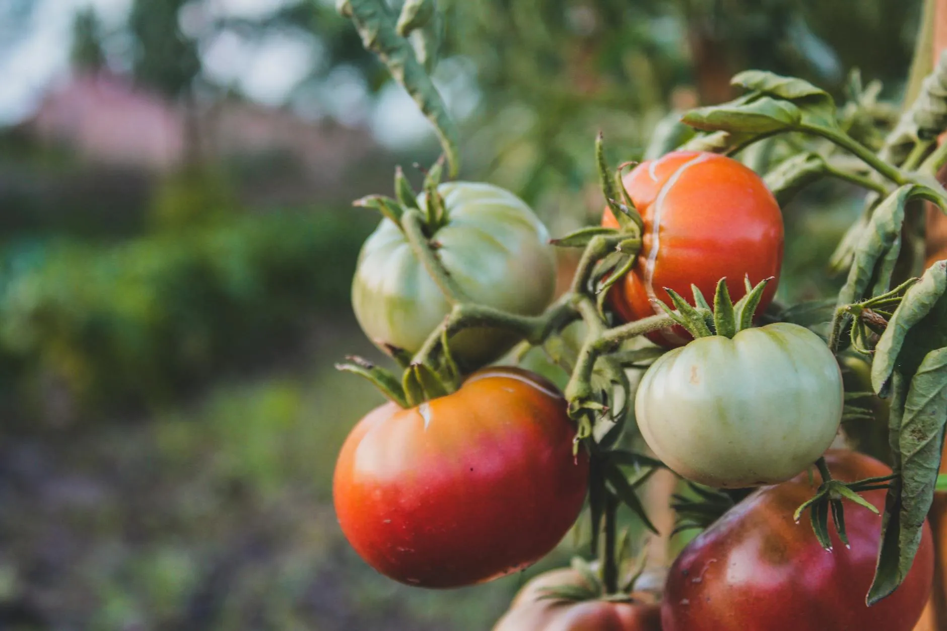 Tomaten in verschiedenen Reifestadien an der Rebe, von grün bis vollreif rot