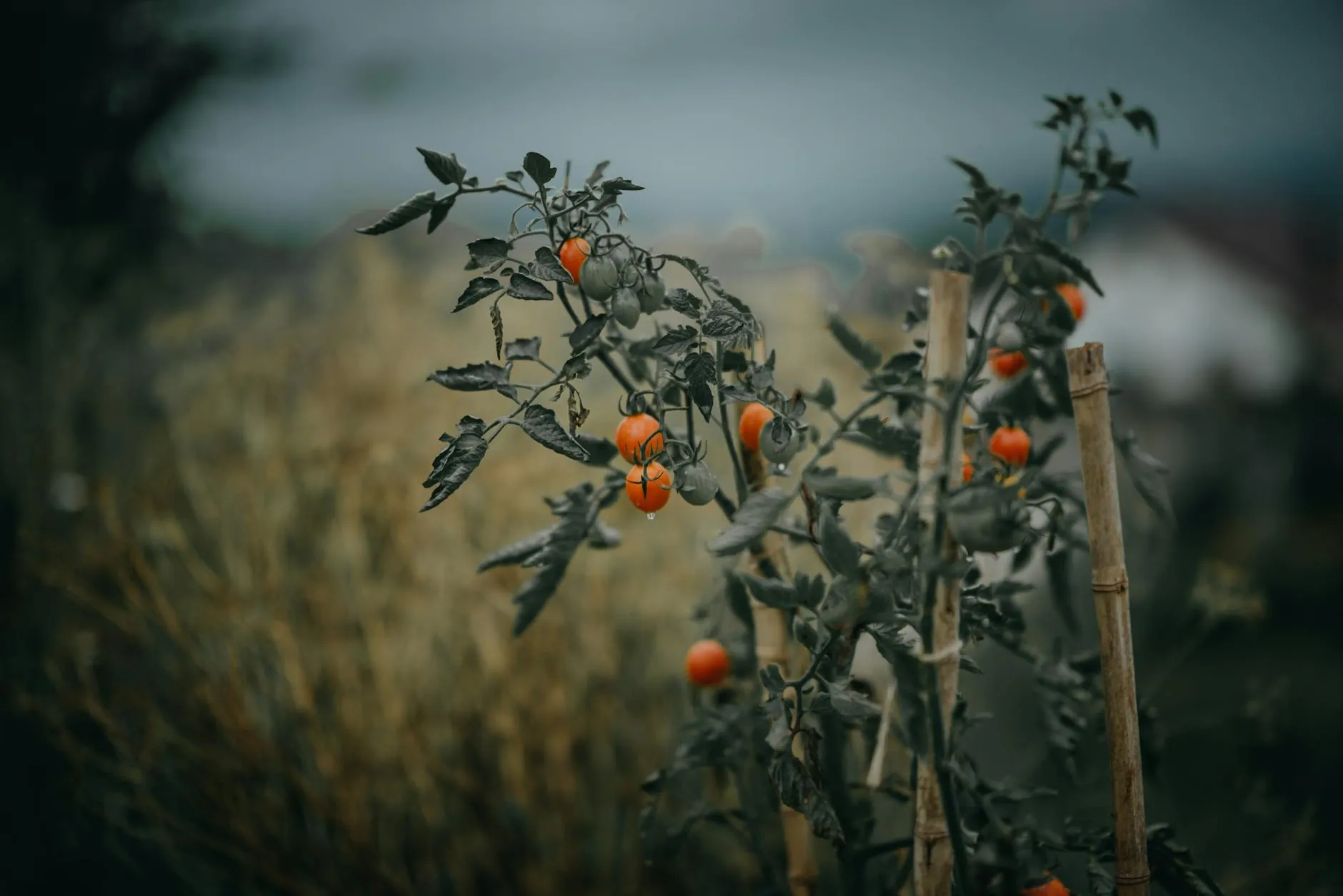 Kleine Kirschtomaten reifen an einem Strunk in einem Balkonkübel