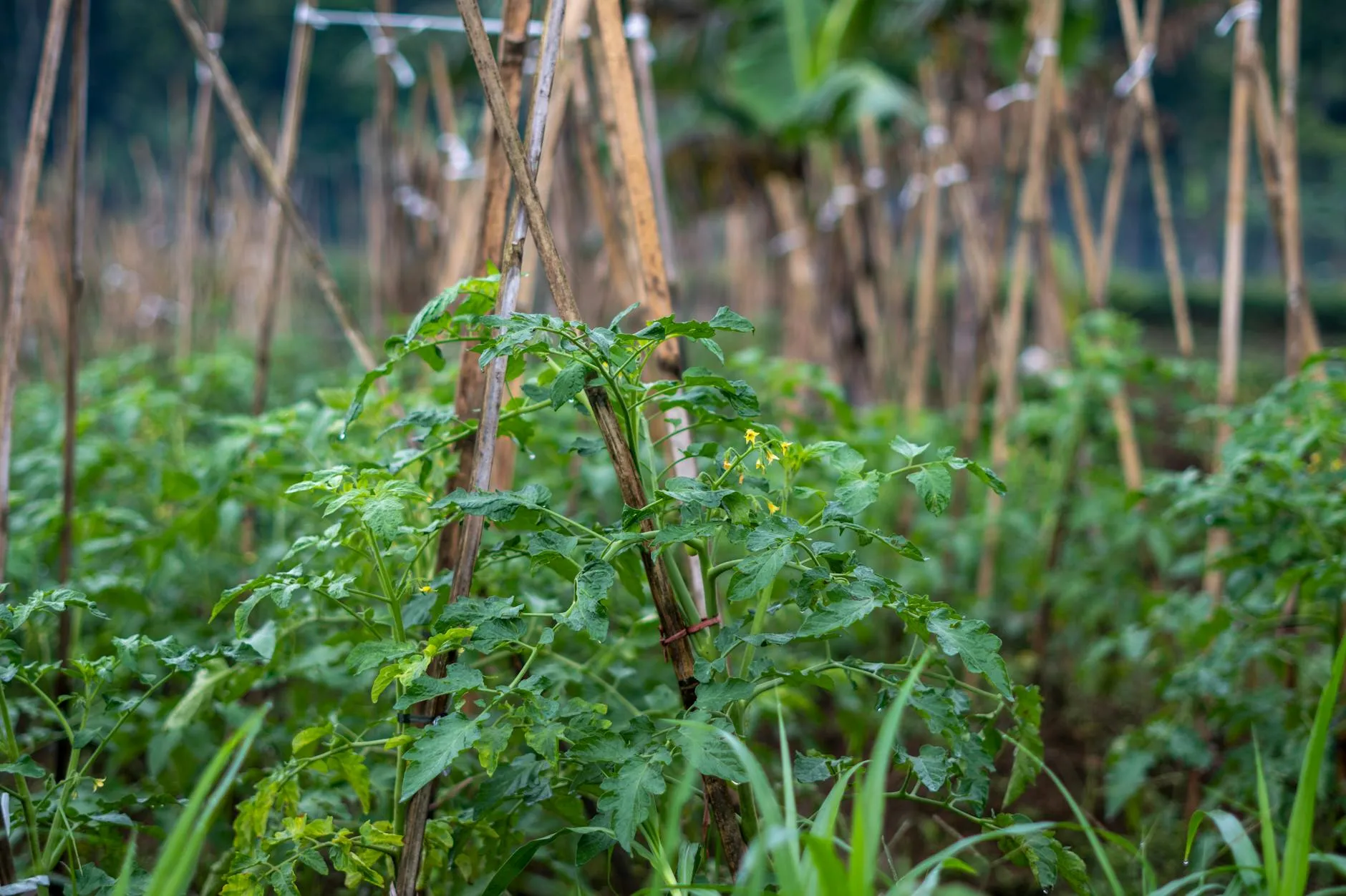 Ausgepflanzte Tomaten im Gemüsebeet mit Holzstäben als Stütze