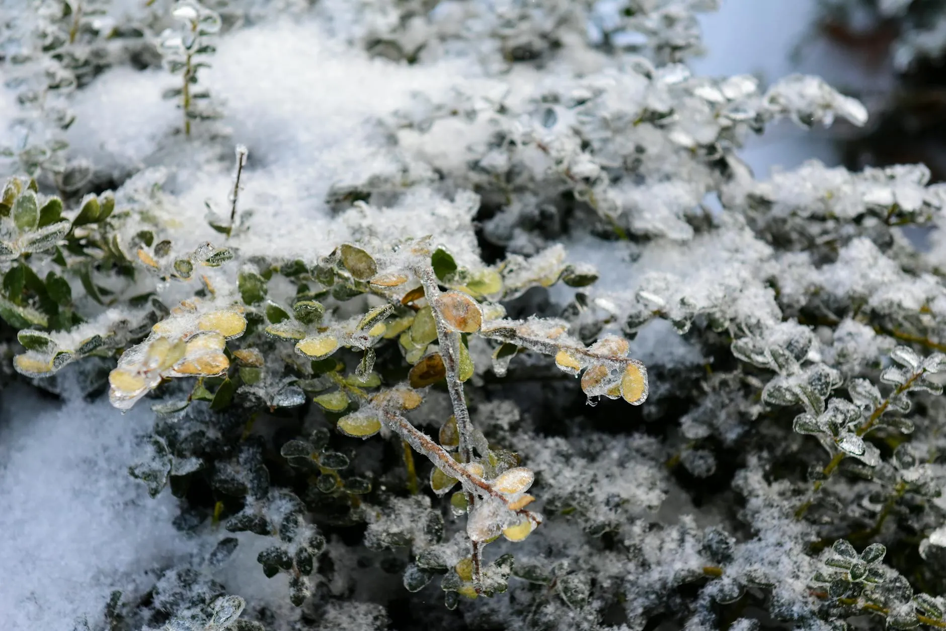 Winterlicher Gemüsegarten mit Frost und Schnee auf den Beeten