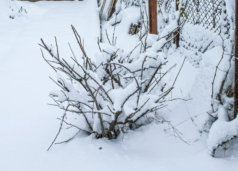 Kahler, verschneiter Strauch mit mehreren Trieben vor einem Gartenzaun im Winter