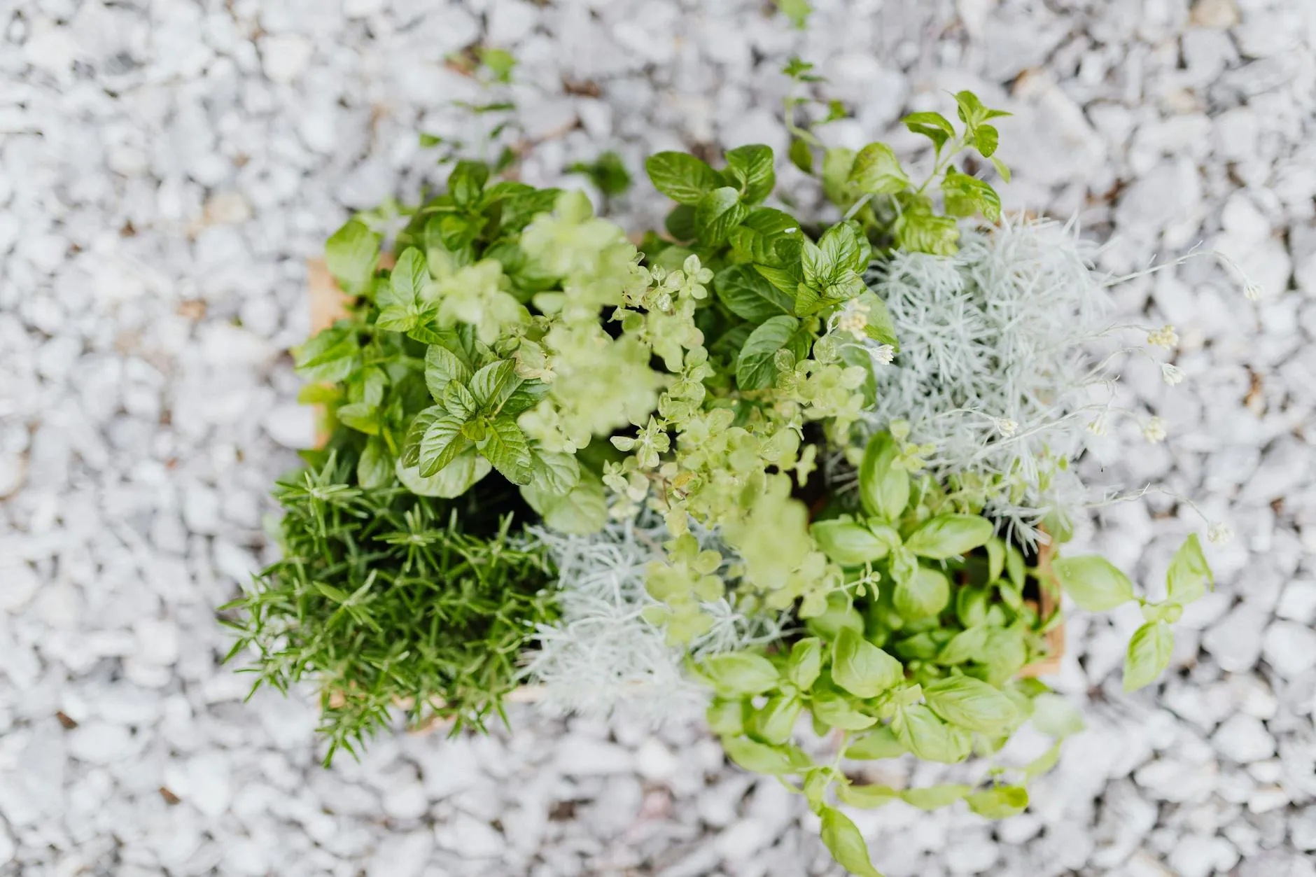 Üppig bepflanztes Kräuterbeet mit verschiedenen Küchenkräutern im Frühling