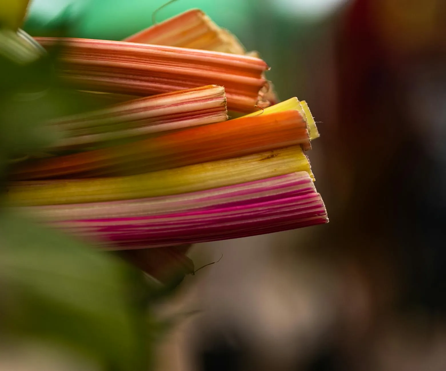 Bunte Mangoldstiele in leuchtenden Farben im Gemüsegarten