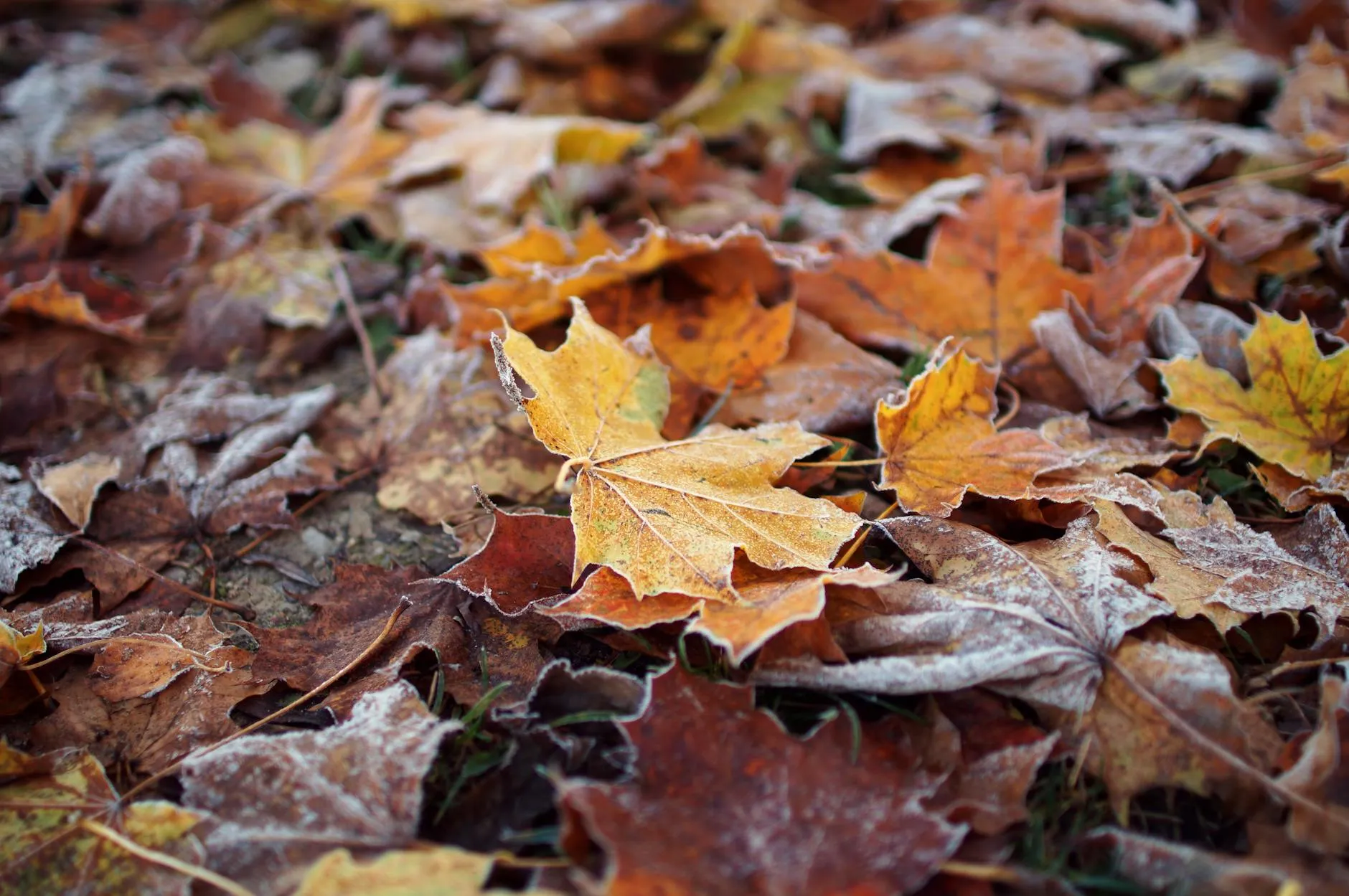 Spätherbstlicher Garten mit kahlen Beeten und erstem Frost im November