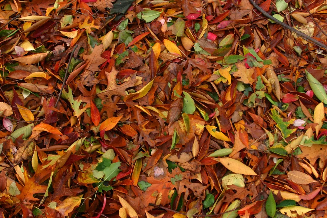 Oktobergarten mit Herbstlaub und letzter Ernte