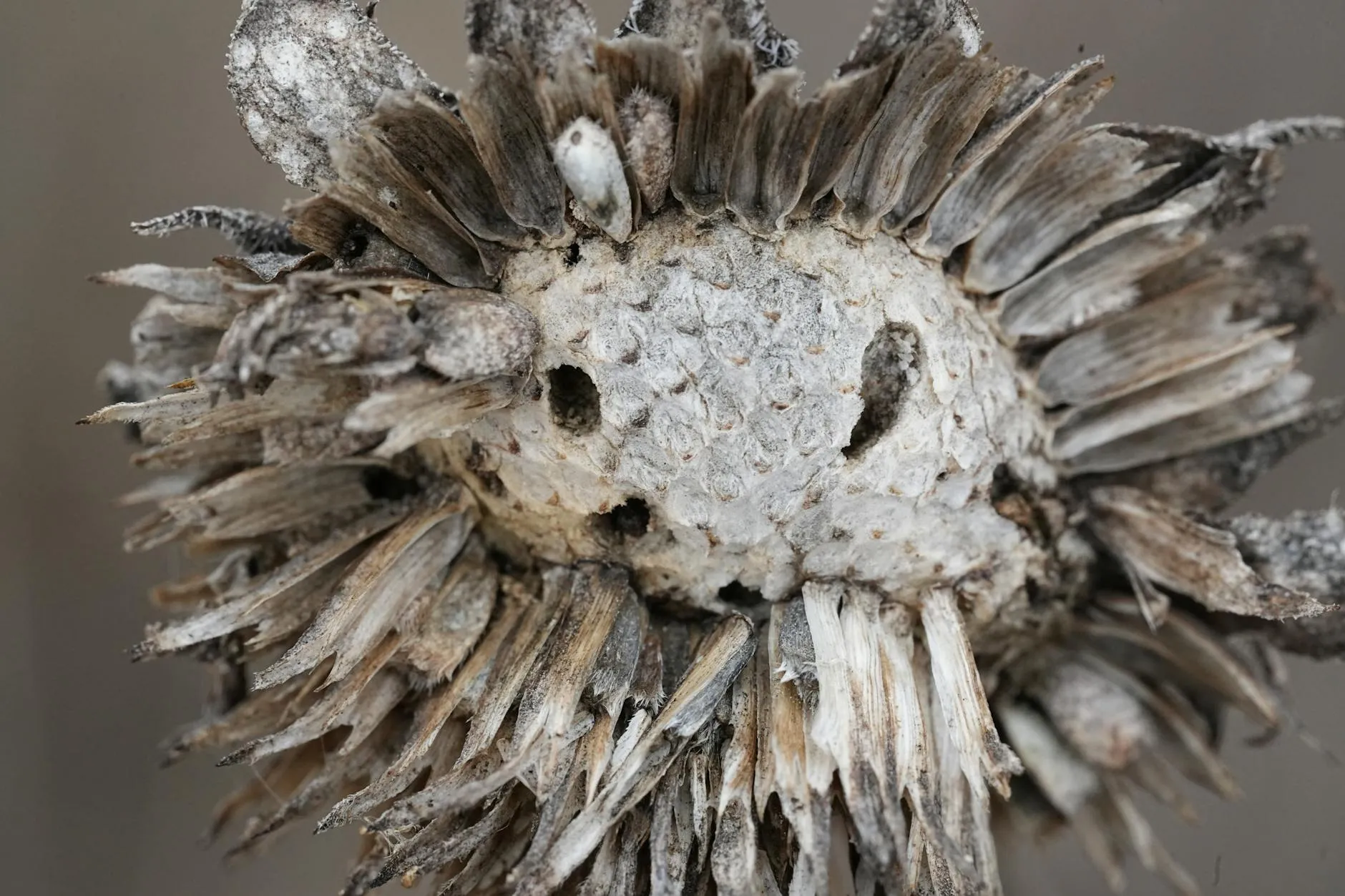 Getrocknete Blütenköpfe zur Samengewinnung im Garten