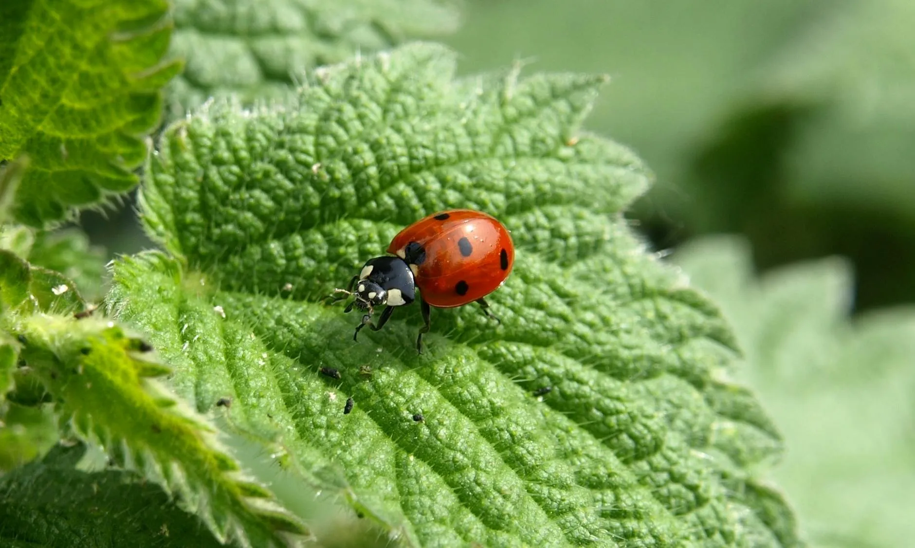 Marienkäfer auf Blattläusen im Garten als natürliche Schädlingsbekämpfung