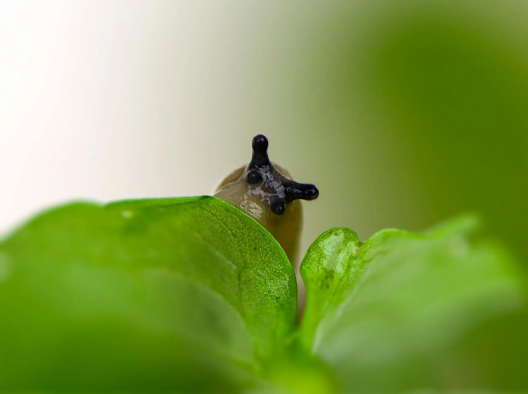 Nacktschnecke auf einem Salatblatt im Gemüsegarten