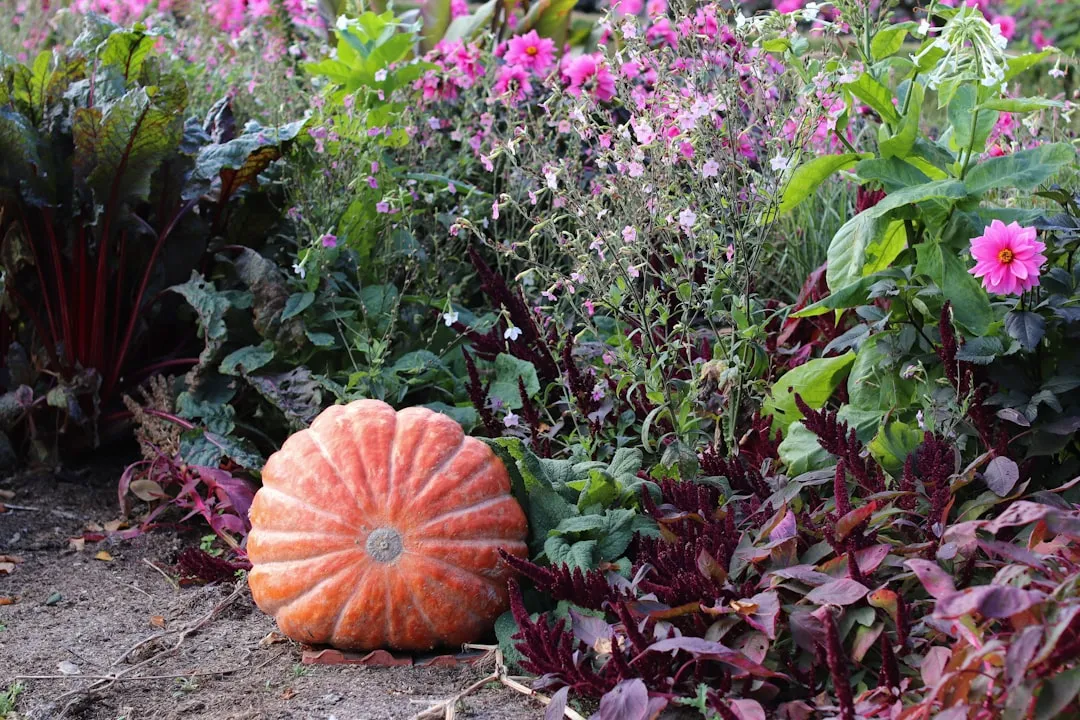 Herbstlicher Gemüsegarten mit Kürbisernte im September