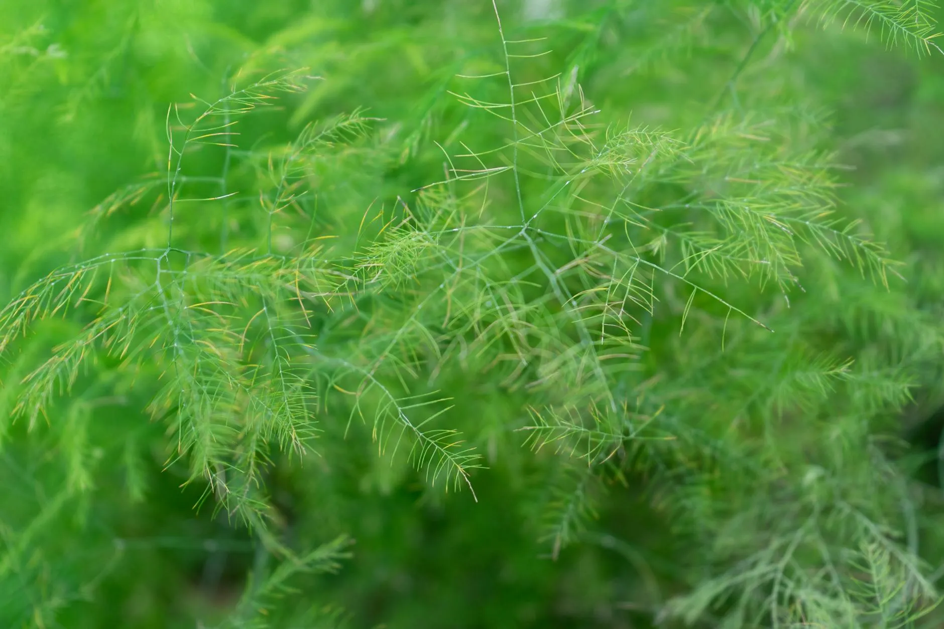 Frische Spargelstangen wachsen aus dem aufgehäufelten Damm im Spargelbeet