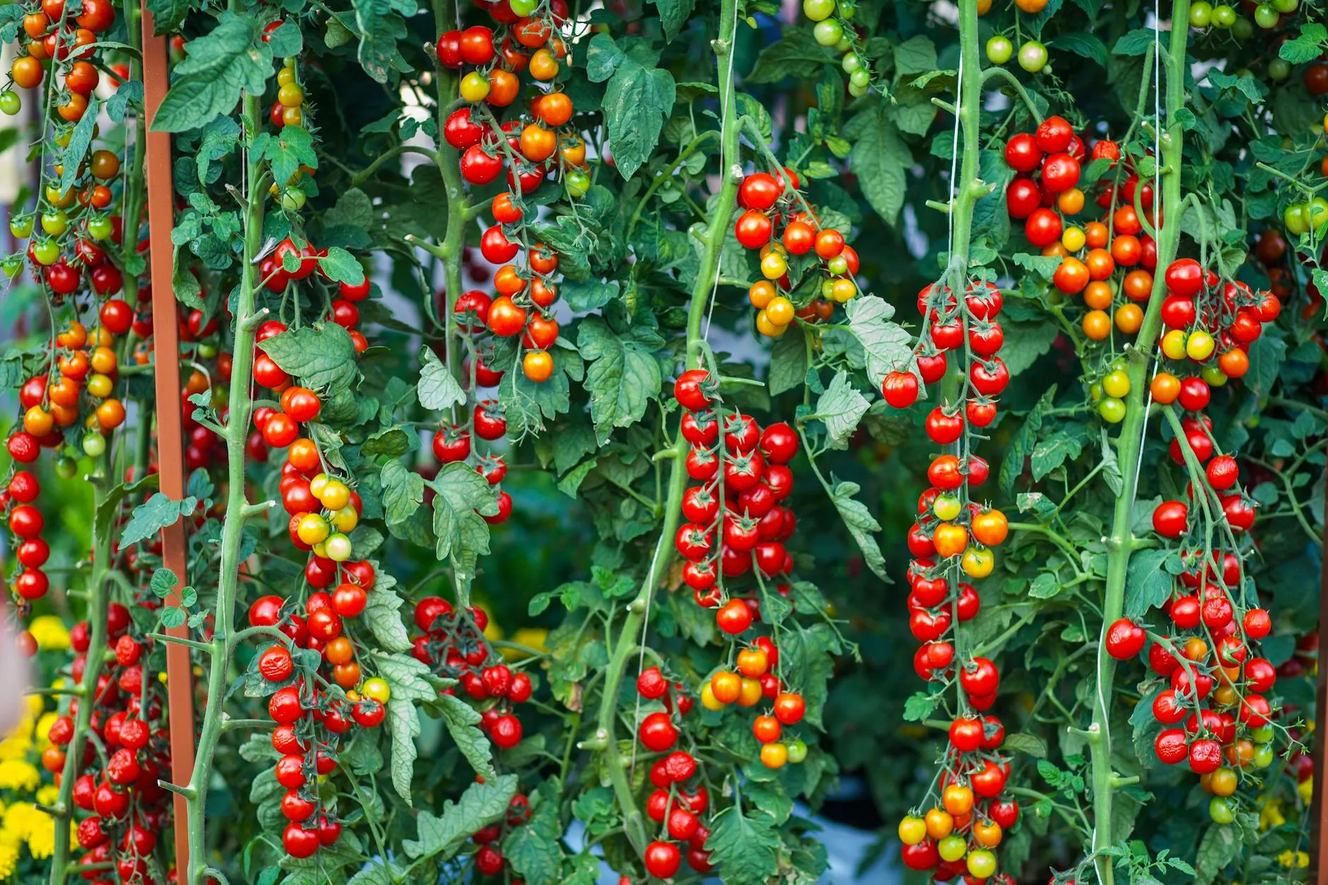 Üppige Tomatenpflanzen mit roten und grünen Früchten an der Rebe im Gartenbeet