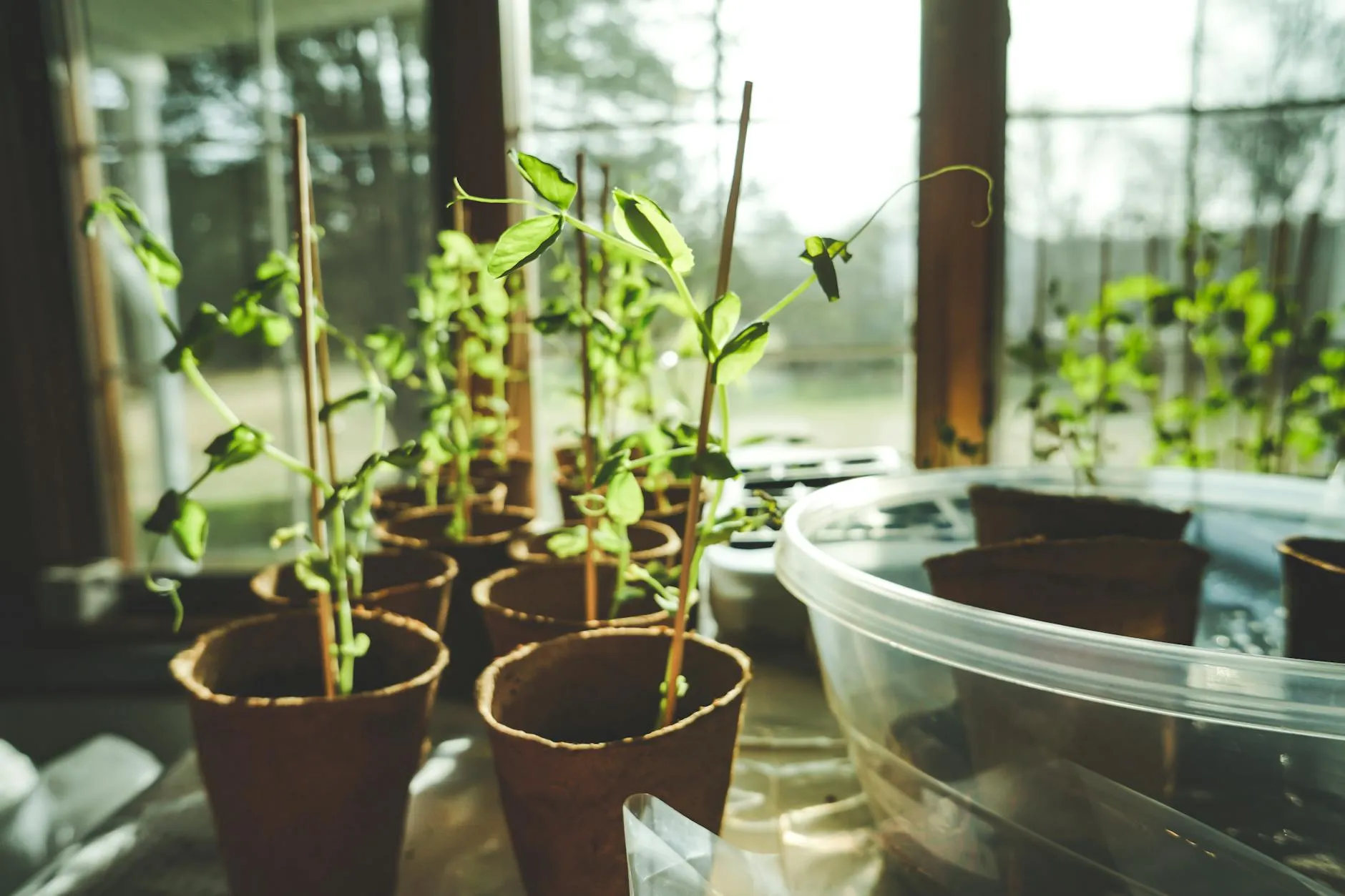 Tomatensetzlinge auf der Fensterbank im Frühlingslicht