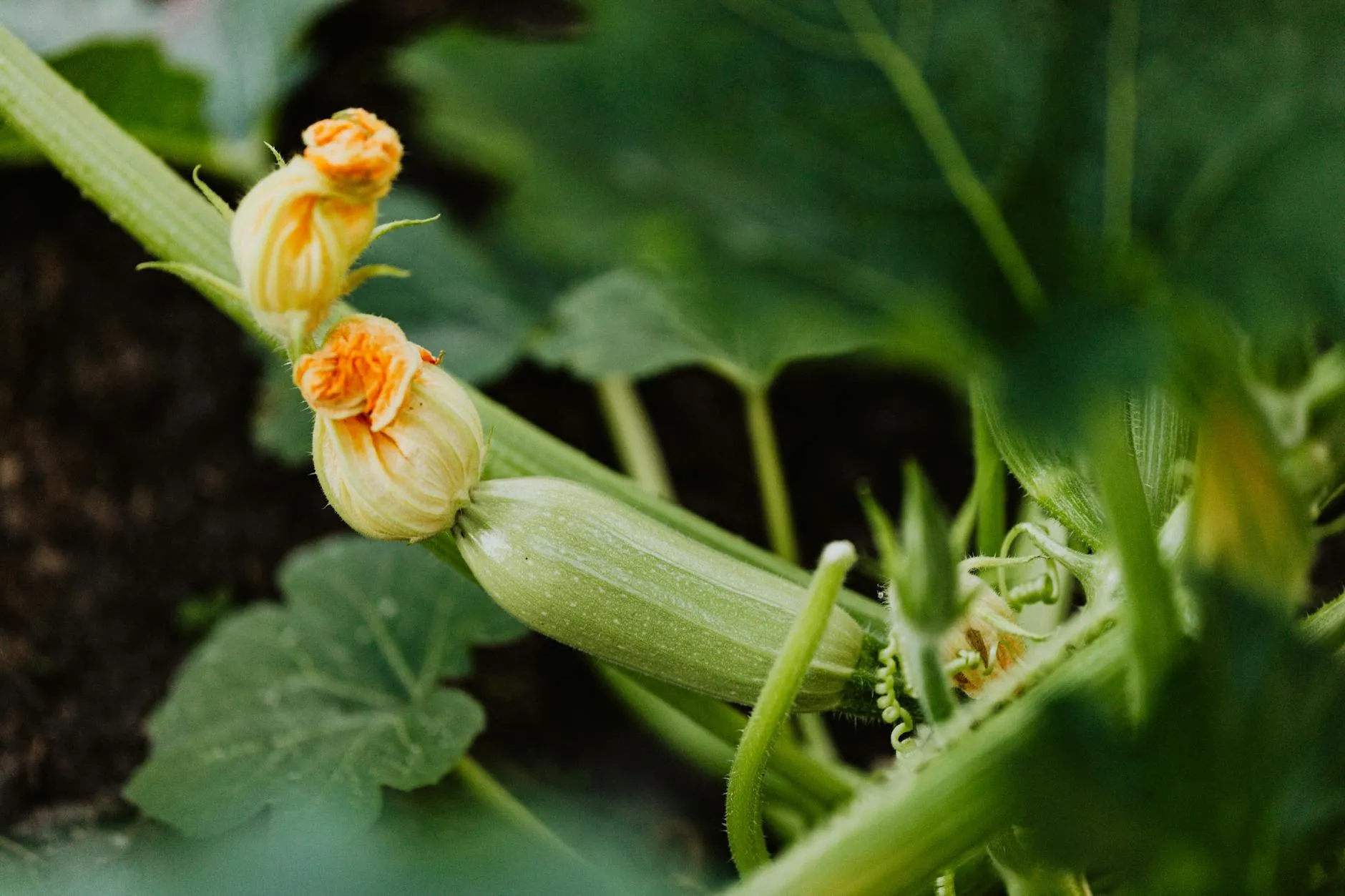 Zucchinipflanze mit großen Blättern im Garten